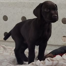 German Shorthaired Pointer Puppies from Aisling