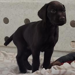 German Shorthaired Pointer Puppies from Aisling