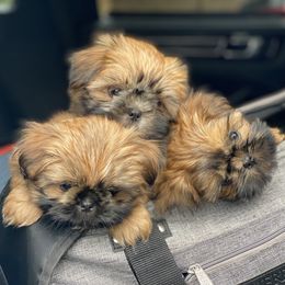 Shih Tzu puppies from Once in a Lifetime Shih Tzu