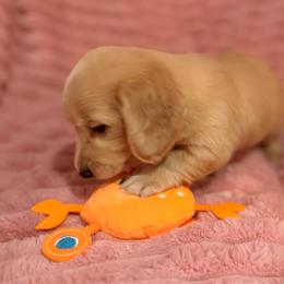 Baby 2 - Cream male Dachshund puppy in Early, Texas from The Jewelry Dox