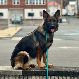 Nuri - German Shepherd