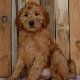 Maryland - Teal Collar - Apricot female Goldendoodle puppy in Macedon, New York from Toodles Goldendoodles