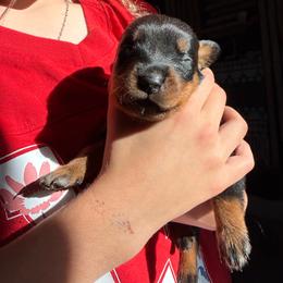Grape - Black and rust female Rottweiler puppy in Eagle Mountain, Utah from Woolley Darlings
