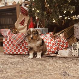 Dean - Blue merle male Australian Shepherd puppy in Uvalda, Georgia from Happy Ours Australian Shepherds