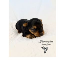 Yorkshire Terrier Puppies from Hummingbird Farm & Gardens