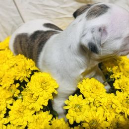 Tala - Brindle and white female Boston Terrier puppy in London, Kentucky from Antjie Boston