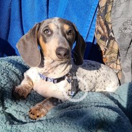 Birdie - Dachshund