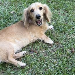 Anatolian Shepherd Dogs and Dachshunds from Salt & Light Farms