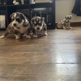 Siberian Husky Puppies from Fly Siberian