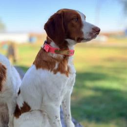 Sadie - Brittany