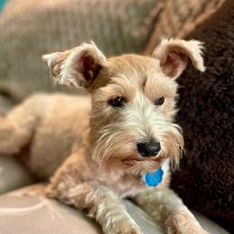 Montana Rose - Miniature Schnauzer