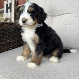 Eddie - Tri-color male Bernedoodle puppy in Holtwood, Pennsylvania from Country Ridge Puppies