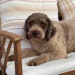 Waves - Lagotto Romagnolo