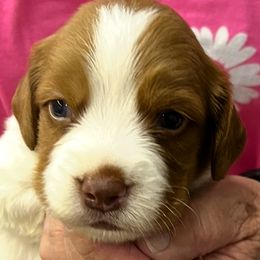 Piper boy 3 - Orange and white male Brittany puppy in Floyd Knobs, Indiana from Cross Creek Brittanys
