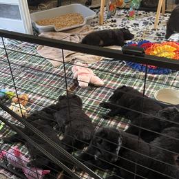 Belgian Sheepdogs from John Busche