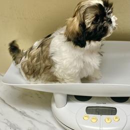 Shih Tzu Puppies from Willow Lane Shih Tzus