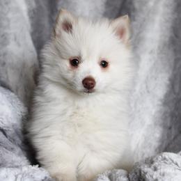 Bernedoodle, Cavapoo, and Pomsky Puppies from Hatz Off Puppies