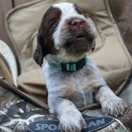 English Springer Spaniel Puppies from White Pine Springer Spaniels