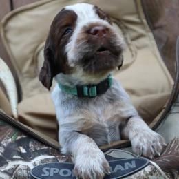 English Springer Spaniel Puppies from White Pine Springer Spaniels