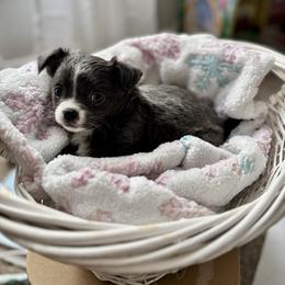 AKC Peppermint - Blue and white female Chihuahua puppy in Smithville, Ohio from Efaw’s Chihuahuas