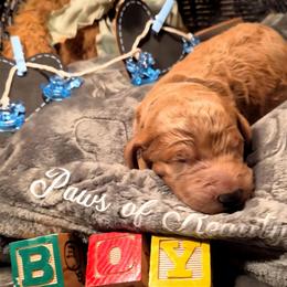 Ligth Blue - Red  male Poodle puppy in El Paso, Texas from Paws Of Beauty