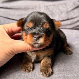 Minnie - Black and tan female Yorkshire Terrier puppy in Georgia from Nalley Kennels