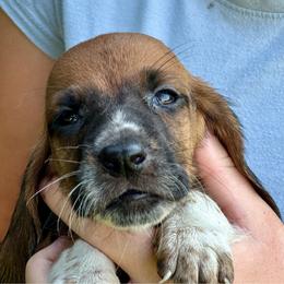 Male 5 - Mahogany and white male Basset Hound puppy in Lindley, New York from Hill Top Basset Hounds & Cane Corso