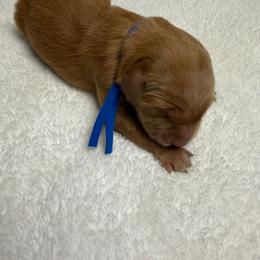 Mav (blue boy) - Dark golden male Golden Retriever puppy in Stigler, Oklahoma from Red MAX Golden Retrievers