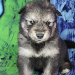 Azure - Red - Agouti and white male Alaskan Malamute puppy in Independence, Virginia from New River Valley Malamutes