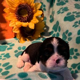 Domino - Tri-color male Cavalier King Charles Spaniel puppy in Warren, Maine from Cloud Nine Cavaliers