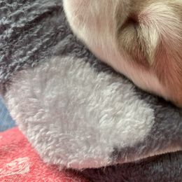 Siberian Husky Puppies from The Husky Husky Hut
