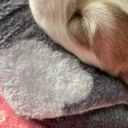 Siberian Husky Puppies from The Husky Husky Hut