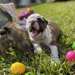 Bulldog Puppies from Semper Fi Bulldogs