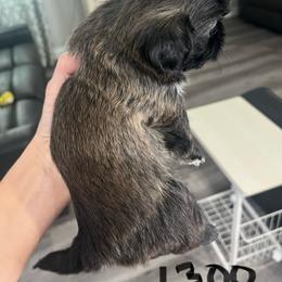 Shih Tzu Puppies from Hand Raised Shih Tzu’s