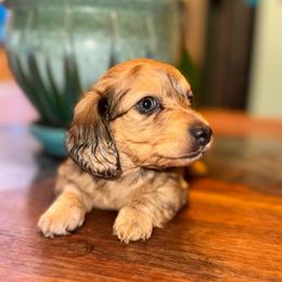 AKC Bee - Dapple female Dachshund puppy in Knoxville, Tennessee from Thea's Puppies