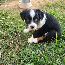 Calamity - Black tri female Miniature Australian Shepherd puppy in Paris, Texas from Blue Envy Mini Aussies