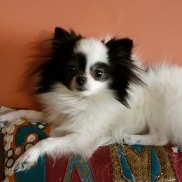 Maltese, Pomeranians, Shih Tzus, and Yorkshire Terriers from Renee's Pups