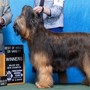 Crisp’r - Briard