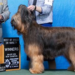 Crisp’r - Briard