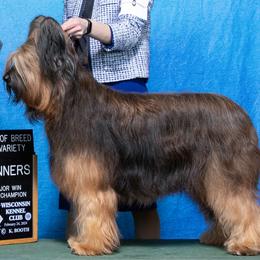 Crisp’r - Briard