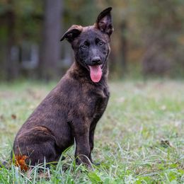 Stay Wild's Moose - Black brindle male Dutch Shepherd puppy in Alum Creek, West Virginia from Stay Wild K9