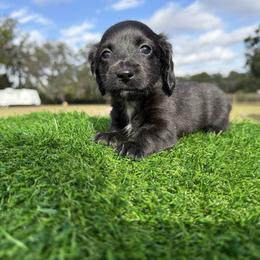 Black Female 1 - Black female Dachshund puppy in Apopka, Florida from The HotDog Stand