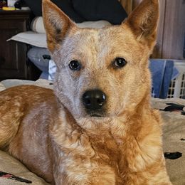 Ginger - Australian Cattle Dog