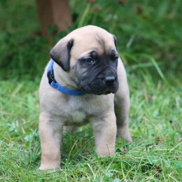 Boerboel Puppies from Northland Boerboels