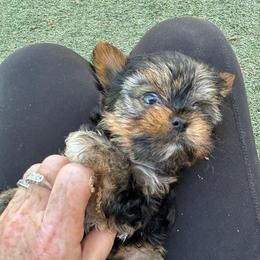 Maverick( click on pic) - Chocolate and tan male Yorkshire Terrier puppy in Kingston, Oklahoma from Lake Life
