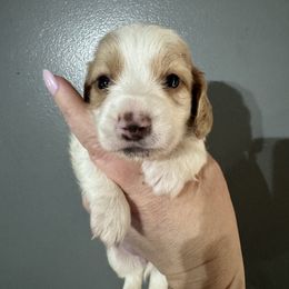 Snap - Piebald male Dachshund puppy in Knoxville, Tennessee from East TN Dachshunds