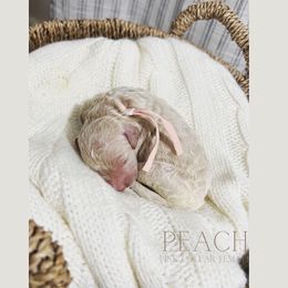 Goldendoodle Puppies from MAGNOLIA FARM DOODLES