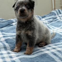 Cosmos - Blue mottled male Australian Cattle Dog puppy in Seneca, Missouri from MO Morningstar Heelers