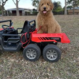 Lexie - Goldendoodle