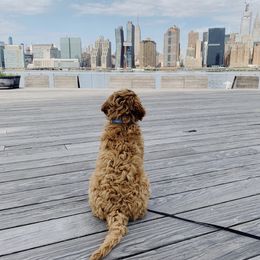 Goldendoodle Puppies from Hobble Creek Farms